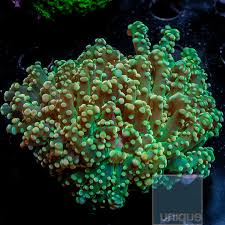 Attēlu rezultāti vaicājumam “Octospora splachnophila”