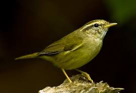 Image result for Phylloscopus borealis