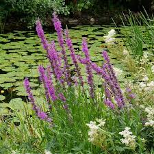Image result for Lythrum salicaria