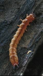 Attēlu rezultāti vaicājumam “Pyrochroidae imago”