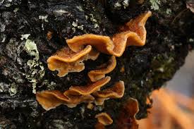 Attēlu rezultāti vaicājumam “Stereum hirsutum”