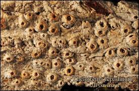 Attēlu rezultāti vaicājumam “Thelotrema lepadinum”