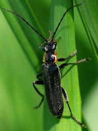 Attēlu rezultāti vaicājumam “Cantharis figurata”