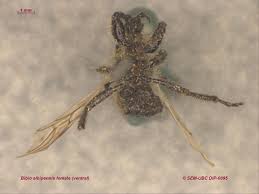 Attēlu rezultāti vaicājumam “Bibionidae female”