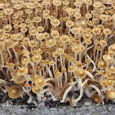 Attēlu rezultāti vaicājumam “Psilocybe sp.”