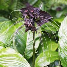 Image result for Tacca chantrieri