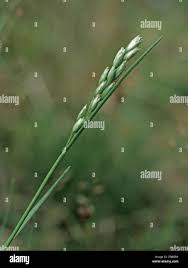 Attēlu rezultāti vaicājumam “Danthonia decumbens fruit”
