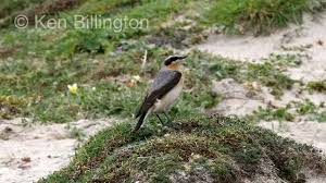 Attēlu rezultāti vaicājumam “Oenanthe oenanthe”