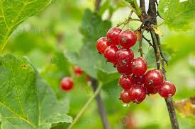 Attēlu rezultāti vaicājumam “Ribes rubrum fruit”