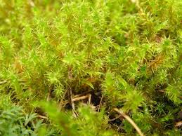 Attēlu rezultāti vaicājumam “Rhytidiadelphus triquetrus sporophyte”