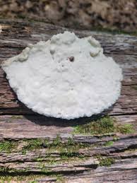 Attēlu rezultāti vaicājumam “Tyromyces chioneus”