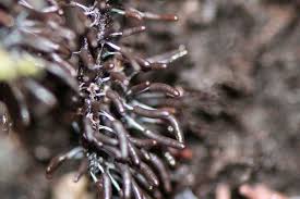 Attēlu rezultāti vaicājumam “Stemonitopsis typhina stalked”