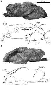 Attēlu rezultāti vaicājumam “Laccognathus panderi”