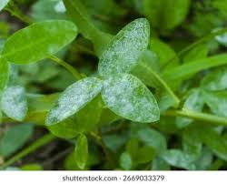 Attēlu rezultāti vaicājumam “Trifolium medium leaf”