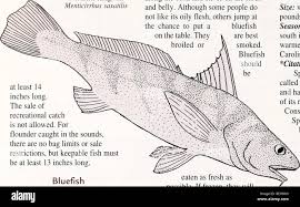 Image result for Menticirrhus saxatilis