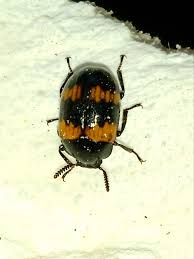 Attēlu rezultāti vaicājumam “Diaperis boleti”