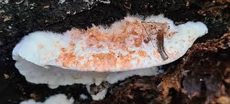 Attēlu rezultāti vaicājumam “Skeletocutis stellae”