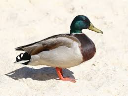 Attēlu rezultāti vaicājumam “Anas platyrhynchos”