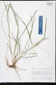 Attēlu rezultāti vaicājumam “Digitaria ischaemum”