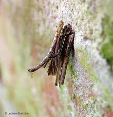 Attēlu rezultāti vaicājumam “Psyche casta larva”
