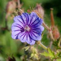 Attēlu rezultāti vaicājumam “Geranium bohemicum”