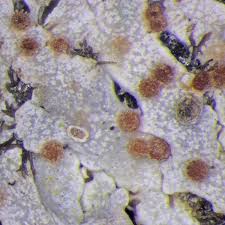 Attēlu rezultāti vaicājumam “Nectriopsis violacea”