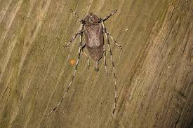 Attēlu rezultāti vaicājumam “Acanthocinus aedilis”