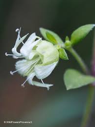 Attēlu rezultāti vaicājumam “Silene baccifera fruit”