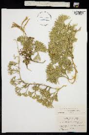 Attēlu rezultāti vaicājumam “Diphasium complanatum”