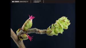 Attēlu rezultāti vaicājumam “Corylus avellana”