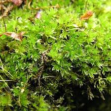 Attēlu rezultāti vaicājumam “Bryum caespiticium”