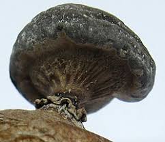 Attēlu rezultāti vaicājumam “Geastrum pectinatum”