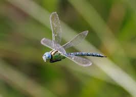 Attēlu rezultāti vaicājumam “Aeshna viridis”