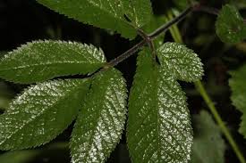 Attēlu rezultāti vaicājumam “Chaerophyllum aromaticum leaf”