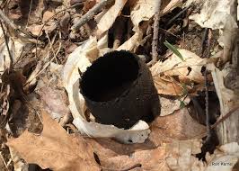 Attēlu rezultāti vaicājumam “Urnula craterium”