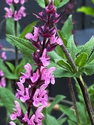Attēlu rezultāti vaicājumam “Salvia nemorosa leaf”