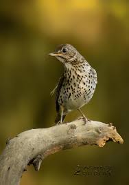 Attēlu rezultāti vaicājumam “Turdus philomelos”