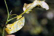 Attēlu rezultāti vaicājumam “Melampsora populnea”