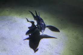 Image result for Callorhinchus capensis