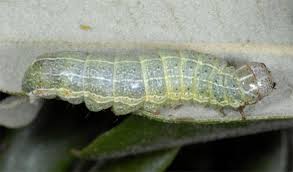 Attēlu rezultāti vaicājumam “Orthosia cruda”