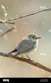 Image result for Ficedula albicilla