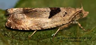 Attēlu rezultāti vaicājumam “Epinotia ramella”