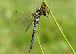 Attēlu rezultāti vaicājumam “Aeshna juncea”