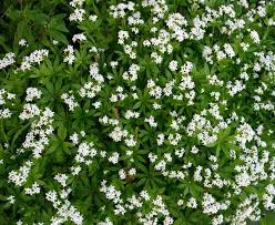 Attēlu rezultāti vaicājumam “Galium odoratum bud”