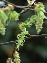 Attēlu rezultāti vaicājumam “Carpinus betulus female flower”