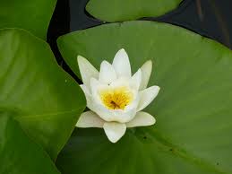Attēlu rezultāti vaicājumam “Nymphaea alba flower”
