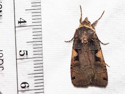 Attēlu rezultāti vaicājumam “Xestia c-nigrum”