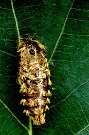 Attēlu rezultāti vaicājumam “Lymantria monacha pupa”