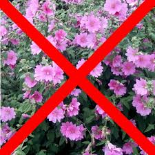 Image result for Lavatera thuringiaca