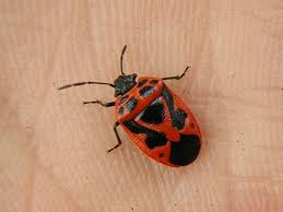 Attēlu rezultāti vaicājumam “Eurydema dominulus imago”